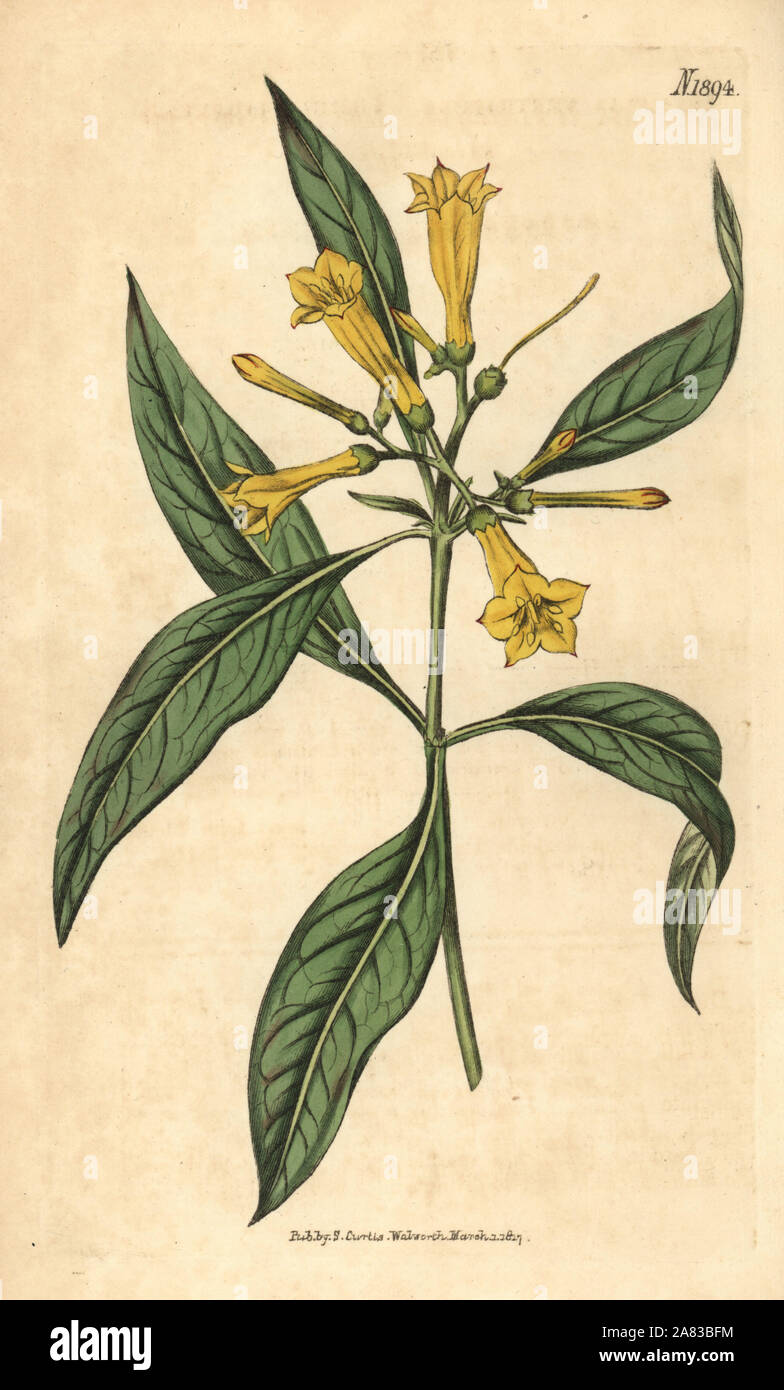Großblütige hamelia, Hamelia Ventricosa. Papierkörbe botanischen Gravur von John Sims Curtis's Botanical Magazine, Couchman, London, 1816. Stockfoto