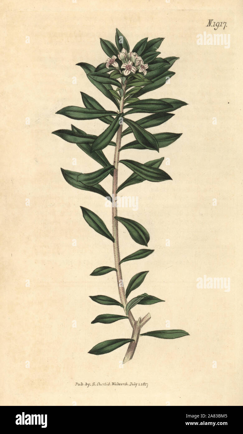 Kretische daphne Daphne oleoides. Papierkörbe botanischen Gravur von John Sims Curtis's Botanical Magazine, Couchman, London, 1817. Stockfoto