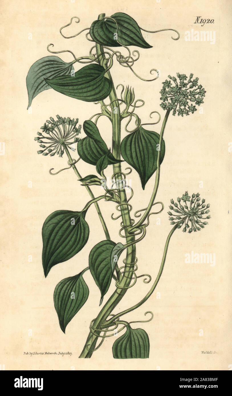 Staudenpäonien smilax, Smilax herbacea. Papierkörbe botanischen Gravur von John Sims Curtis's Botanical Magazine, Couchman, London, 1817. Stockfoto