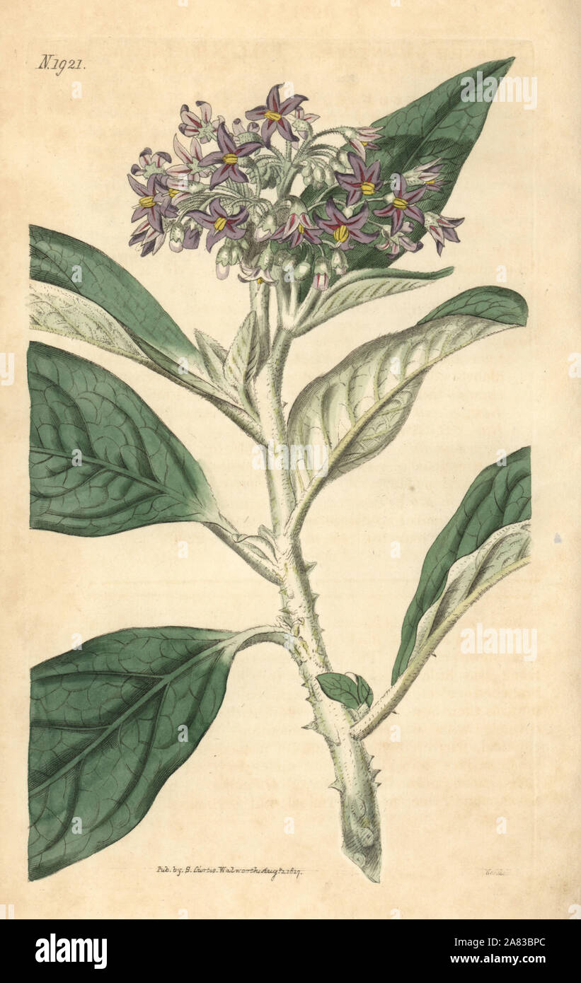 Hohe nightshade, Solanum giganteum. Papierkörbe botanischen Gravur von John Sims Curtis's Botanical Magazine, Couchman, London, 1817. Stockfoto
