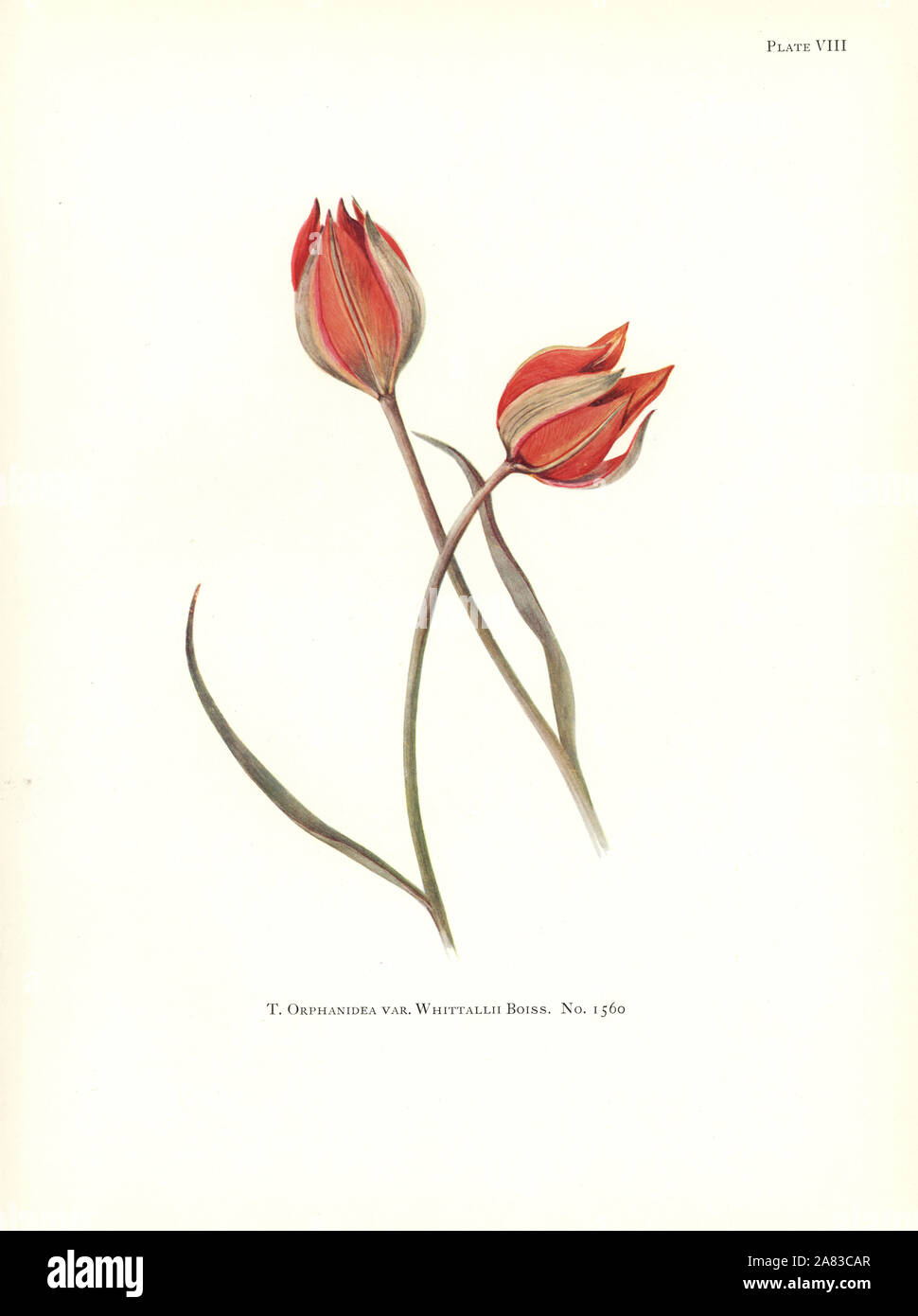 Tulipa orphanidea var. whittallii Nr. 1560. Siebdruck Botanische Illustration von Elsie Katherine Deiche von William R. Deiche "Erläuterungen zur Tulip Arten, Herbert Jenkins Ltd., London, 1930. Stockfoto