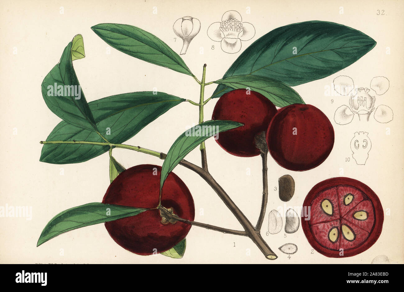 Kokum, amsool oder brindall, Garcinia Indica. Papierkörbe Lithographie von Hanhart nach einem botanischen Abbildung von David Blair von Robert Bentley und Henry Trimen von Heilpflanzen, London, 1880. Stockfoto