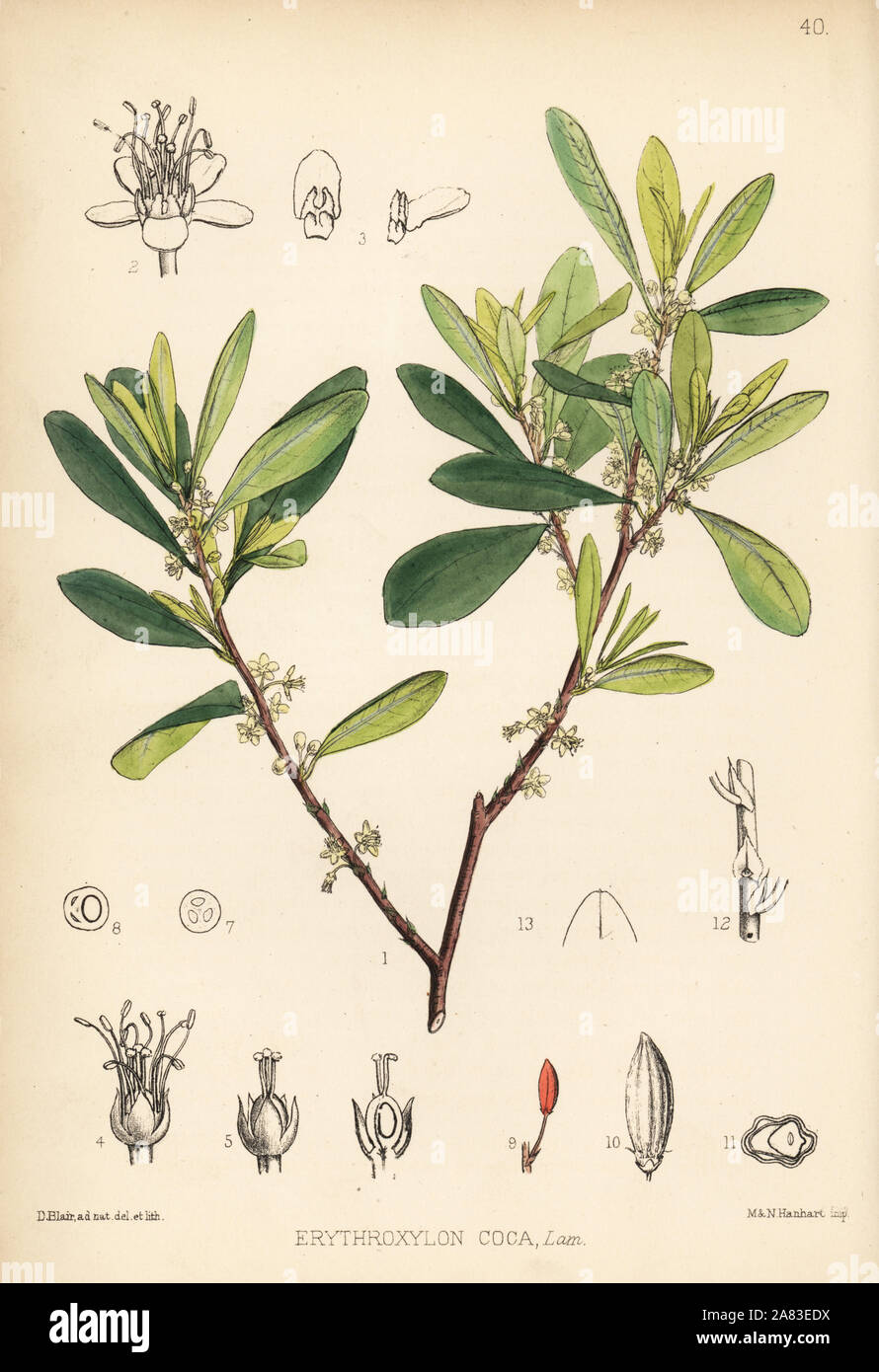 Erythroxylum Coca Coca Stockfotos und bilder Kaufen Alamy