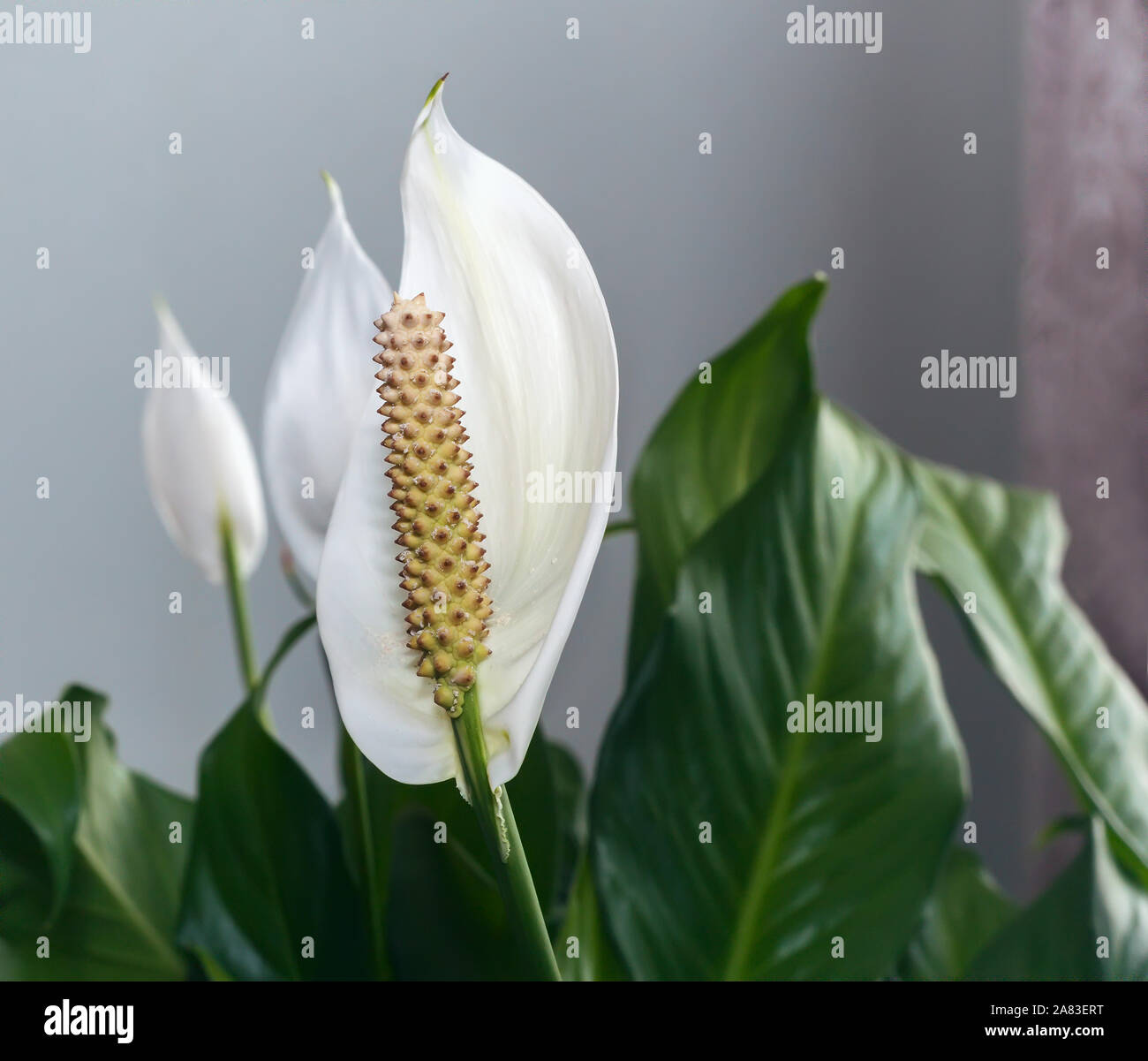 Zimmerpflanzen: Wei spatifilum Blume zwischen den Blttern Stockfotografie  - Alamy