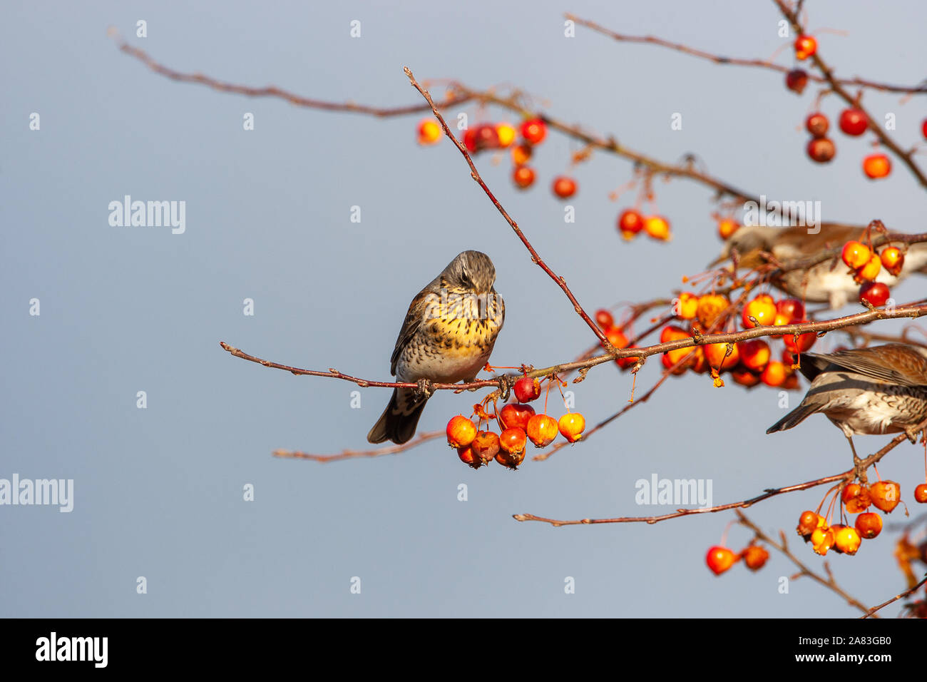 Wacholderdrossel, Turdus pilaris, Norfolk, Großbritannien Stockfoto