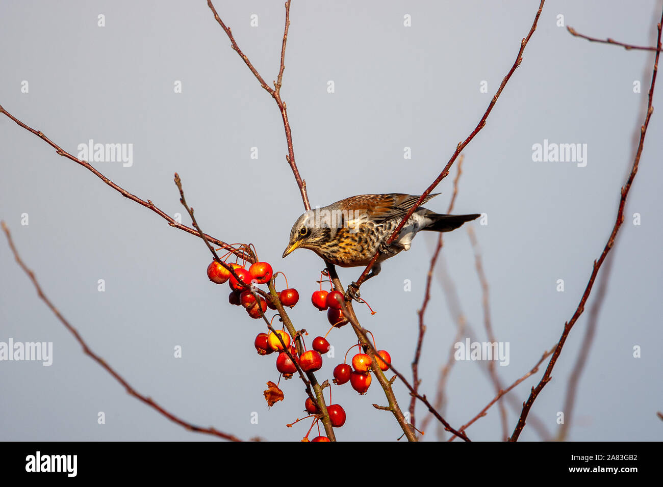 Wacholderdrossel, Turdus pilaris, Norfolk, Großbritannien Stockfoto