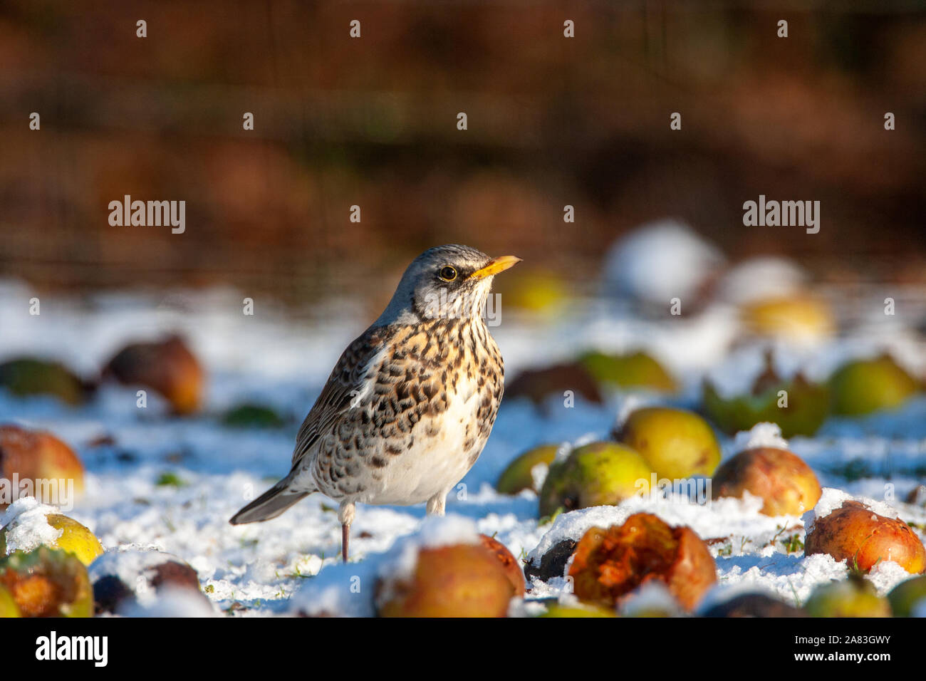 Wacholderdrossel, Turdus pilaris, Norfolk, Großbritannien Stockfoto