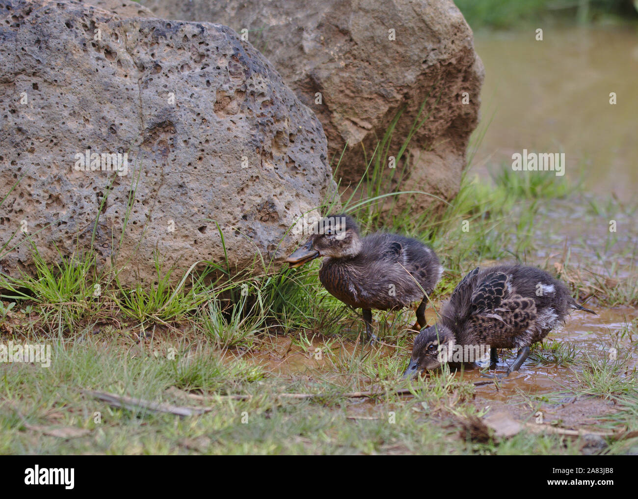 Ein paar Baby Enten in die Untiefen des ein Feuchtgebiet. Man ist auf der Suche nach Nahrung, während die andere wandern. Beide sind nach links. Stockfoto