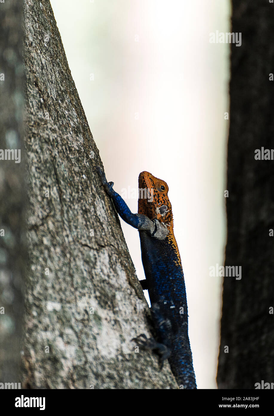 Agamidae, Agama Lizard im Murchison Nationalpark, Uganda, Afrika Stockfoto