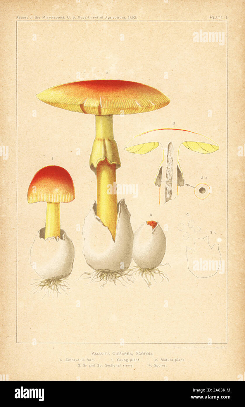 Caesar's Pilz, Amanita Caesarea. Chromolithograph aus dem Bericht der Microscopist, US-Ministerium für Landwirtschaft, 1892. Stockfoto