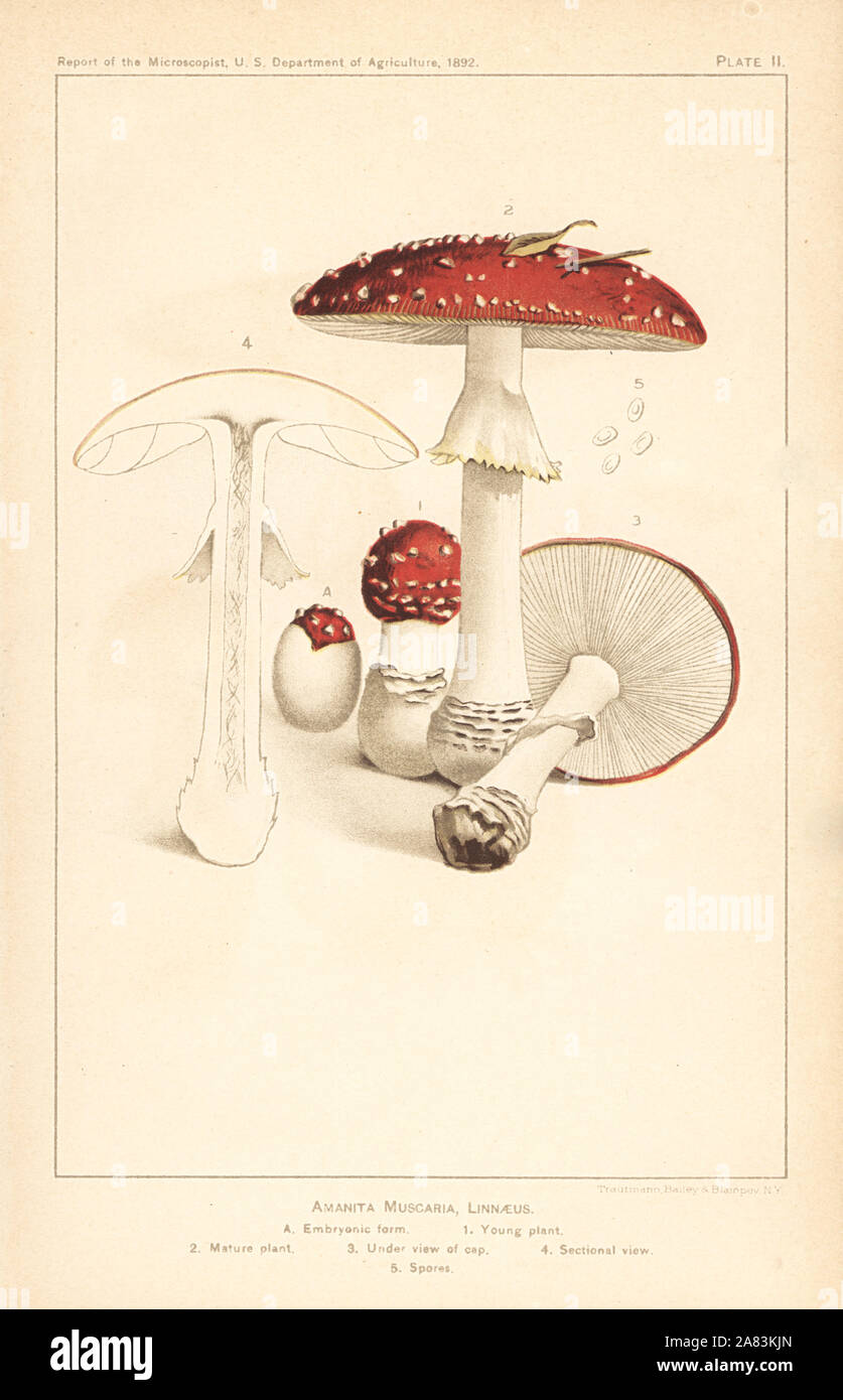 Agaric Pilz Fliegen, Amanita muscaria. Chromolithograph aus dem Bericht der Microscopist, US-Ministerium für Landwirtschaft, 1892. Stockfoto