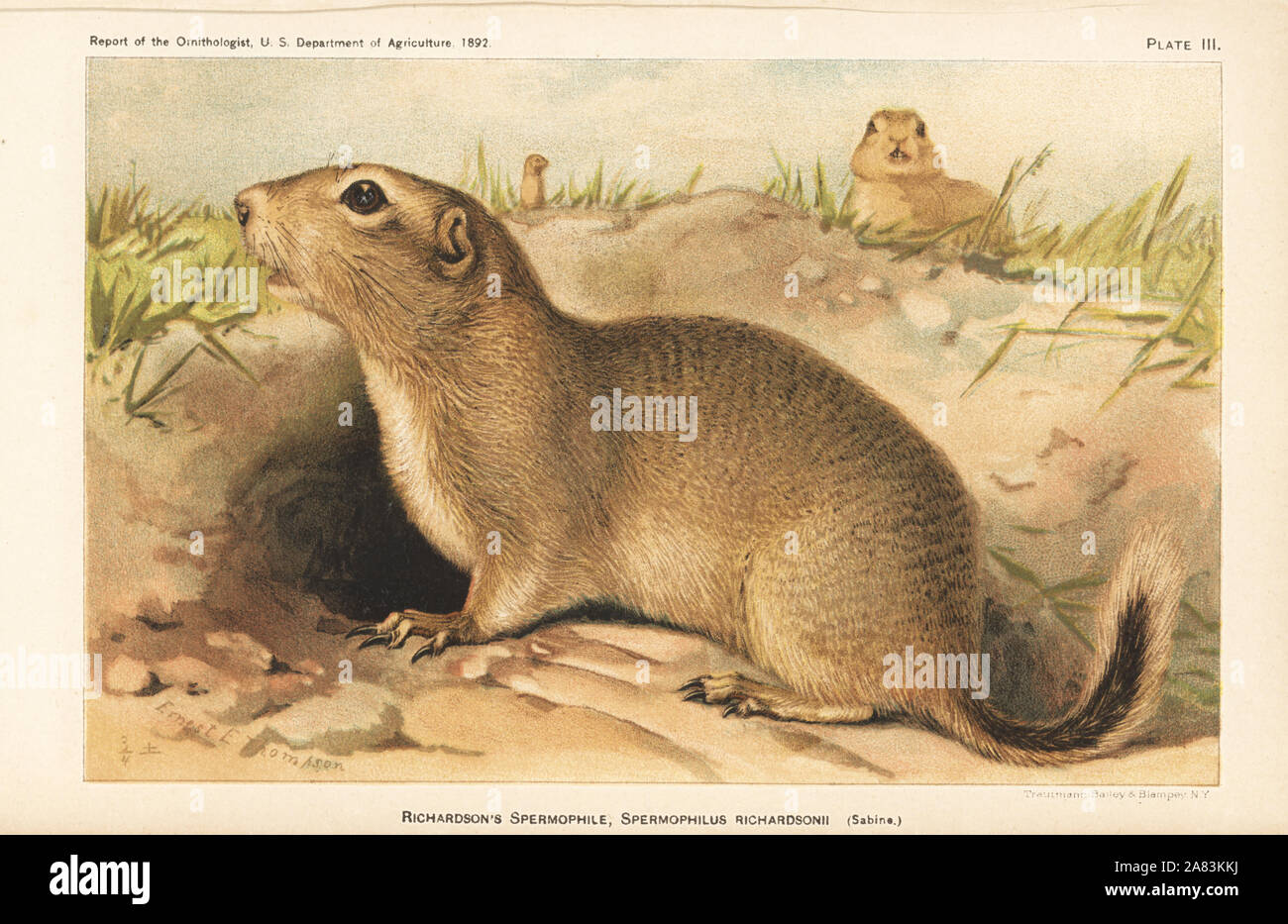 Richardson's Erdhörnchen, Urocitellus richardsonii (Richardson's spermophile, Spermophilus richardsonii). Durch chromolithograph Trautmann, Bailey und Blampey nach einer Illustration von Ernest E.Thompson aus dem Bericht der Ornithologe, US-Ministerium für Landwirtschaft, 1892. Stockfoto