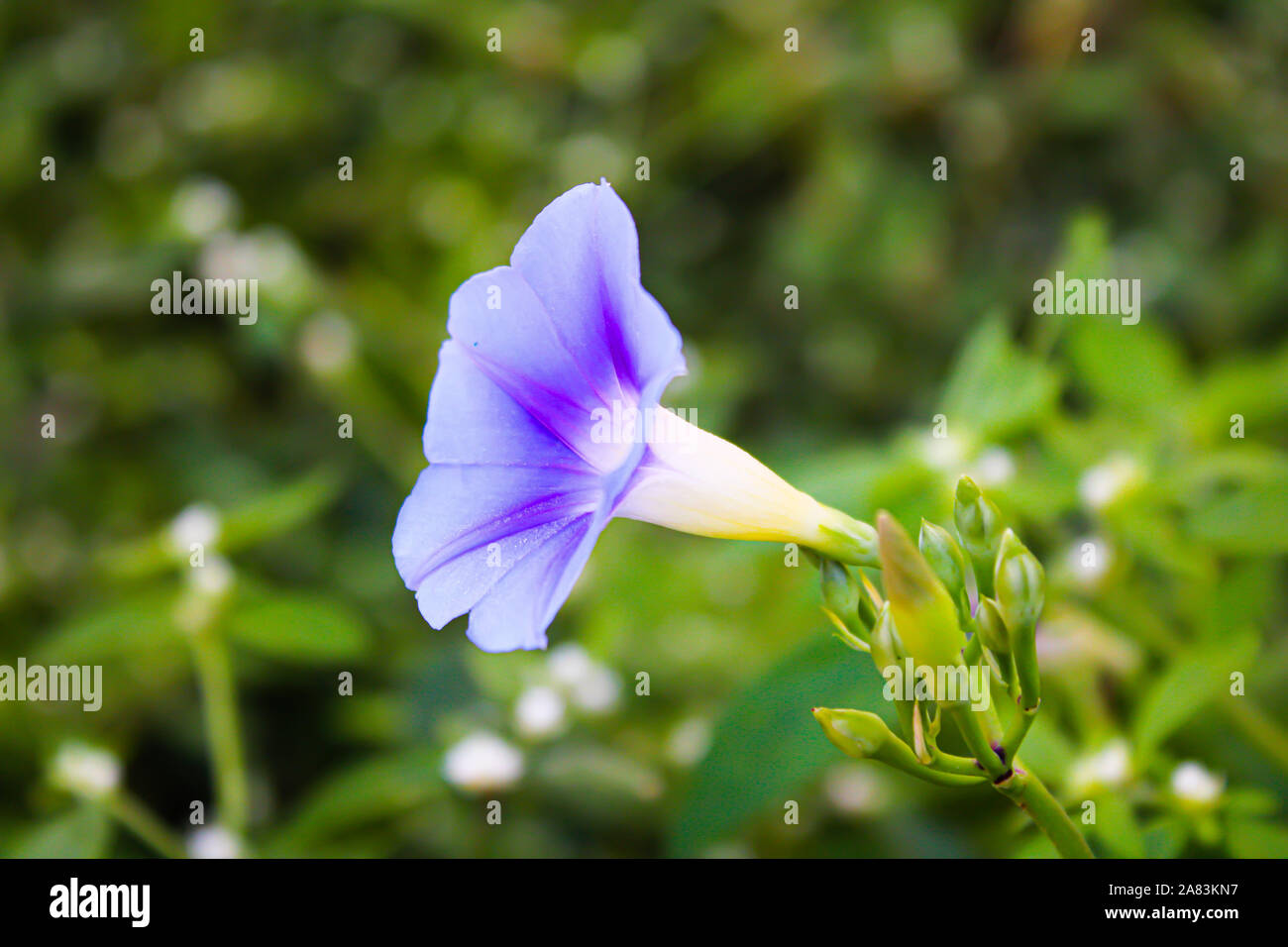 Blaue Blume mit gelber Mitte closeup star Typ Stockfoto
