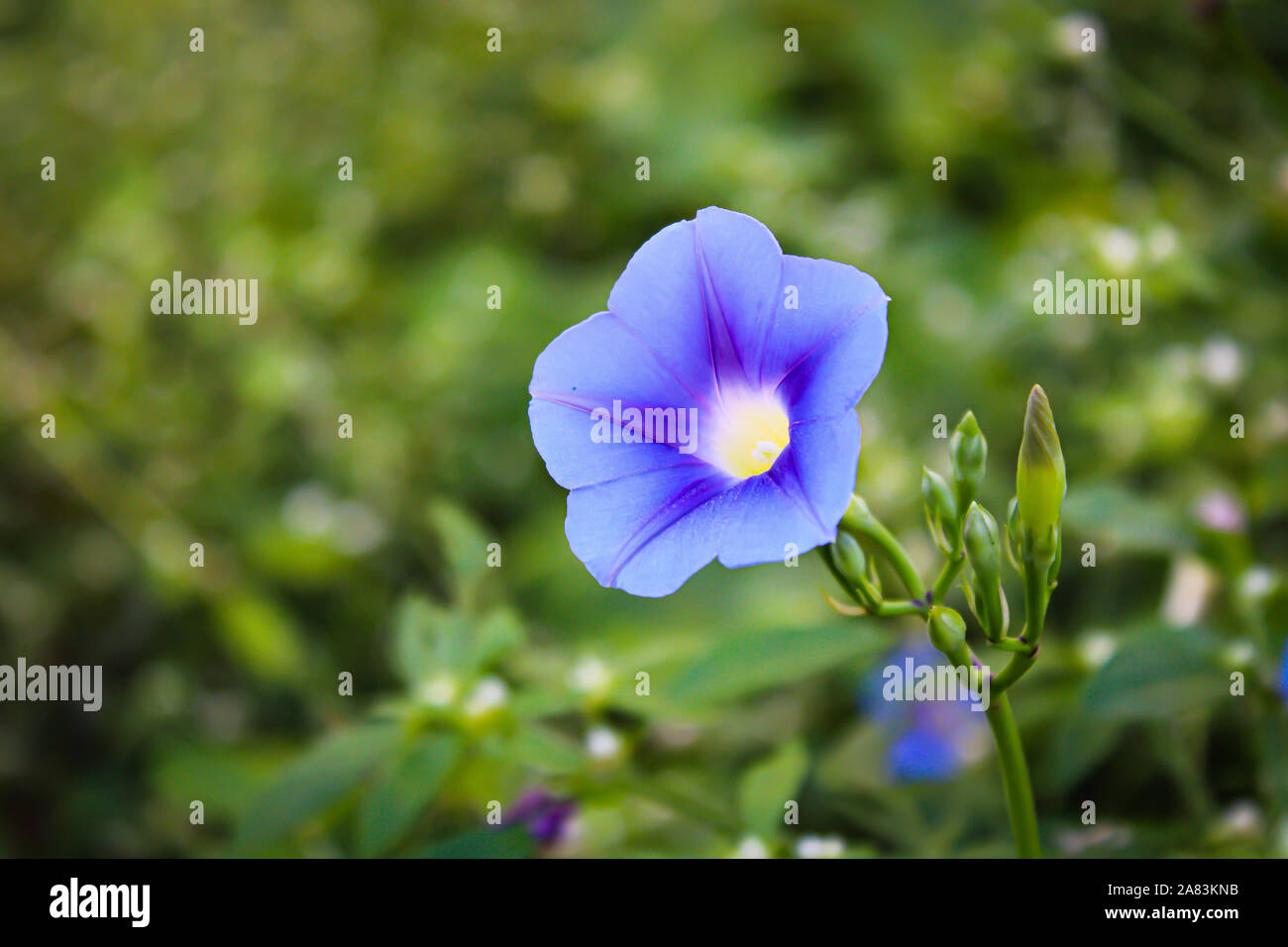 Blaue Blume mit gelber Mitte closeup star Typ Stockfoto