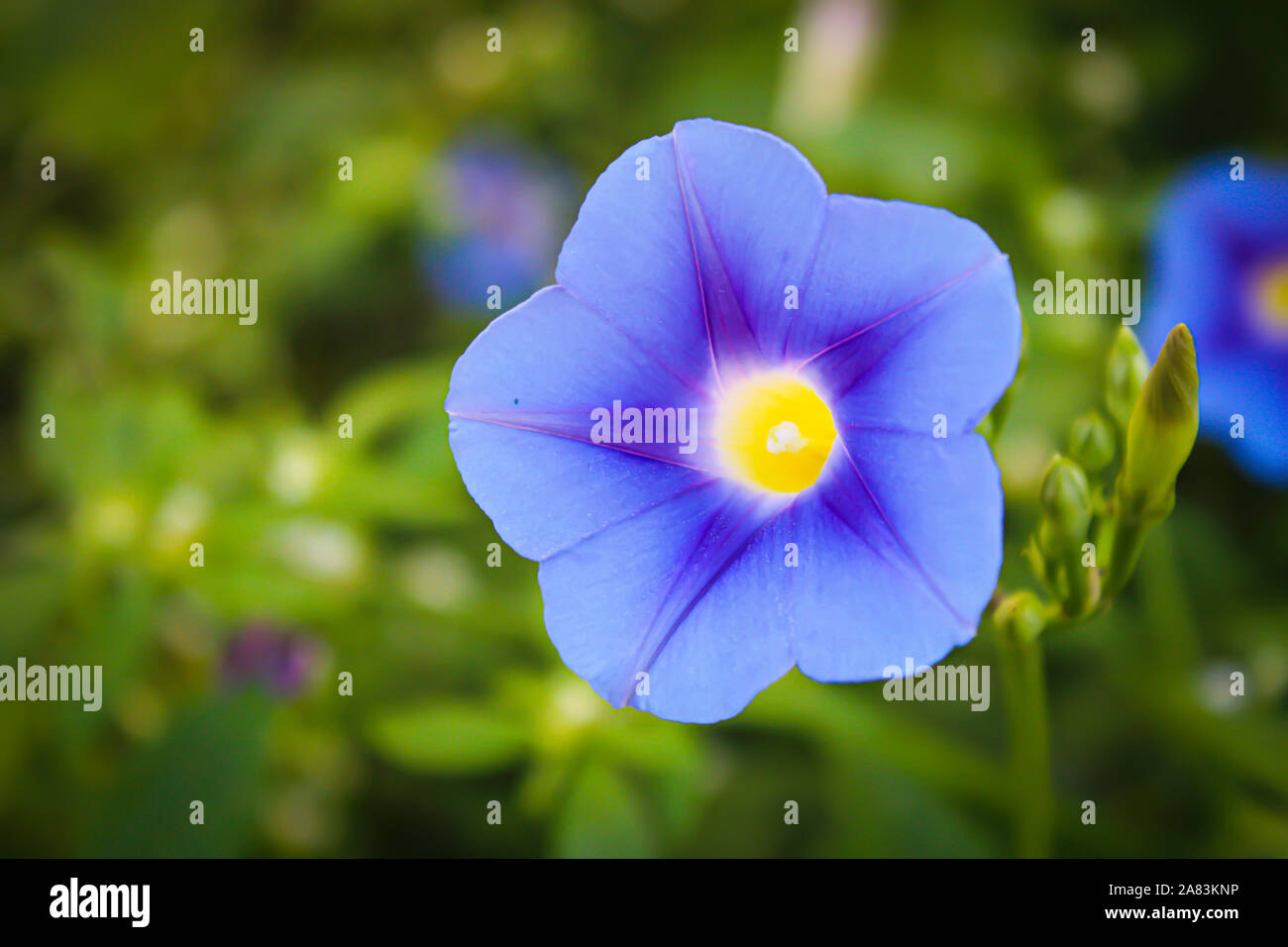 Blaue Blume mit gelber Mitte closeup star Typ Stockfoto