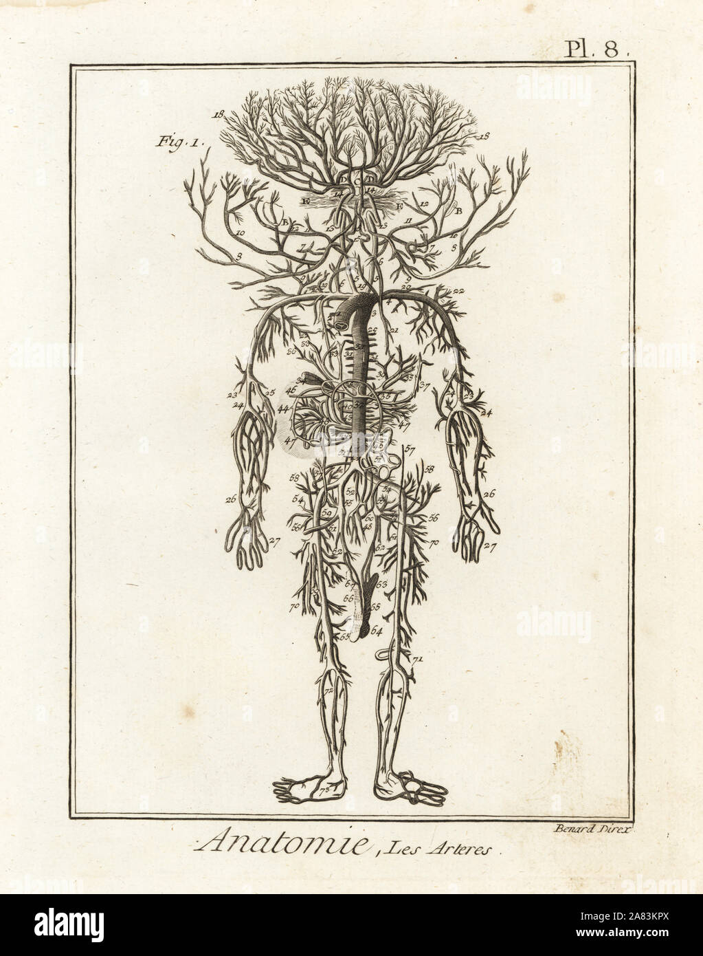 Arterielle System im menschlichen Körper. Kupferstich von Robert Benard nach einem Bild von James Drake von Denis Diderots Enzyklopädie, Pellets, Genf, 1779. Stockfoto