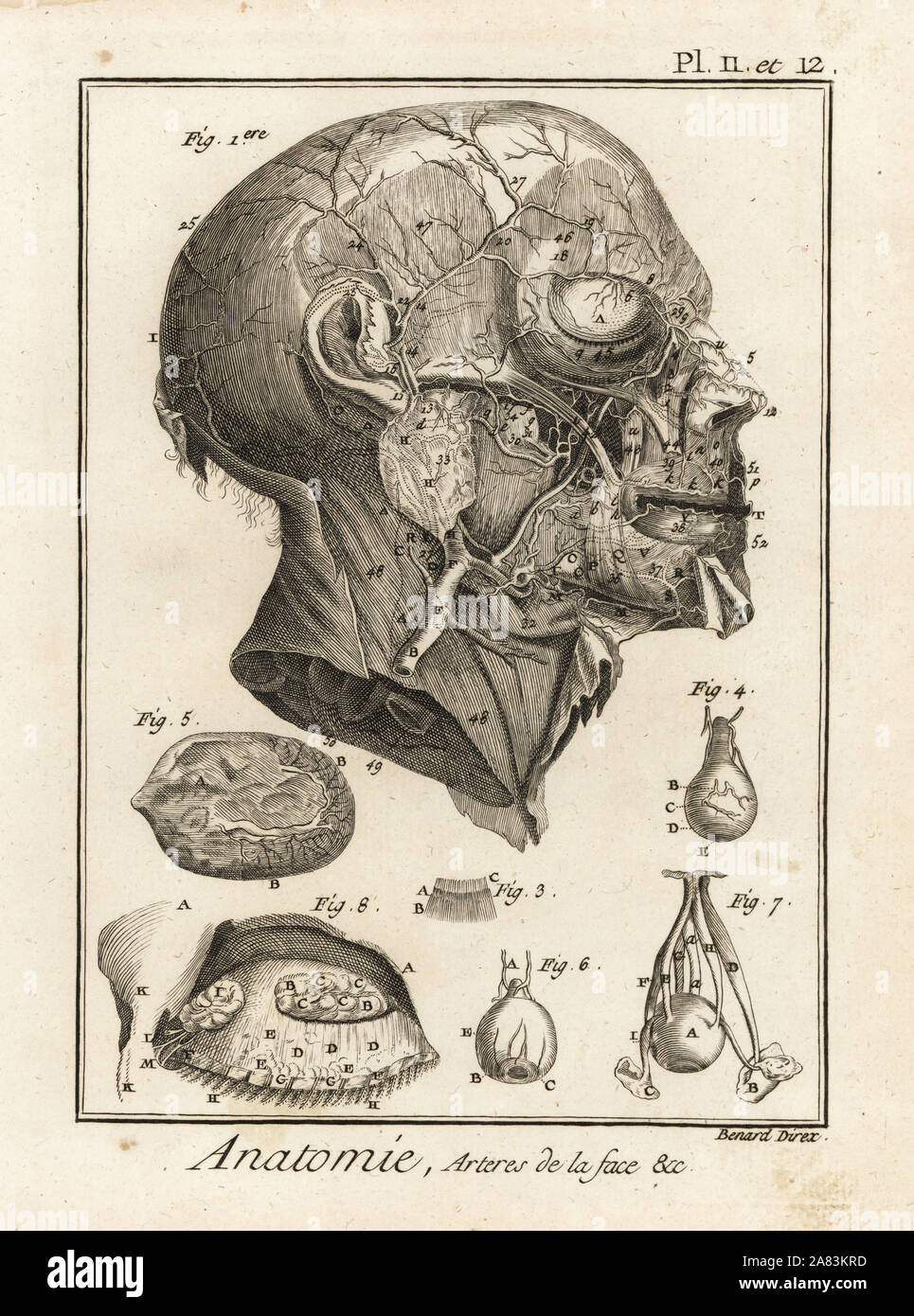 Arterien im Gesicht. Kupferstich von Robert Benard nach einer Abbildung von Albrecht von Haller von Denis Diderots Enzyklopädie, Pellets, Genf, 1779. Stockfoto