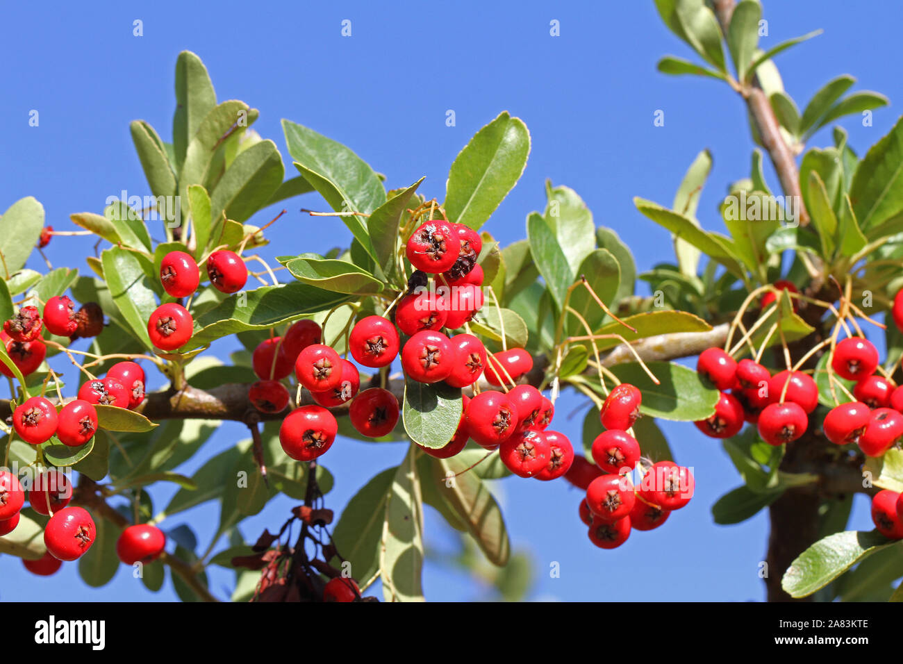Holzbär oder firethorn Pflanze mit leuchtend roten Beeren oder pomes im Herbst oder fallen in Italien im Zusammenhang mit Cotoneaster und aus der Familie der Rosaceae Stockfoto