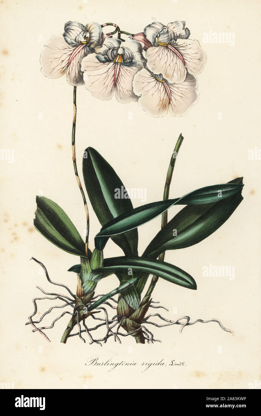 Rodriguezia rigida Orchid (Burlingtonia rigida). Papierkörbe Lithographie von Louis Van Houtte und Charles Lemaire's Blumen der Gärten und Treibhäuser von Europa, Flore de Serres et les Jardins de l'Europe, Gent, Belgien, 1845. Stockfoto