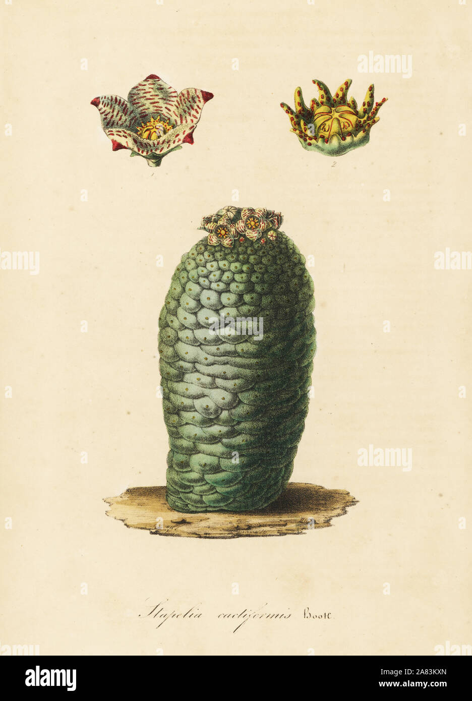 Lavrania cactiformis (Stapelia cactiformis). Papierkörbe Lithographie von Louis Van Houtte und Charles Lemaire's Blumen der Gärten und Treibhäuser von Europa, Flore de Serres et les Jardins de l'Europe, Gent, Belgien, 1845. Stockfoto