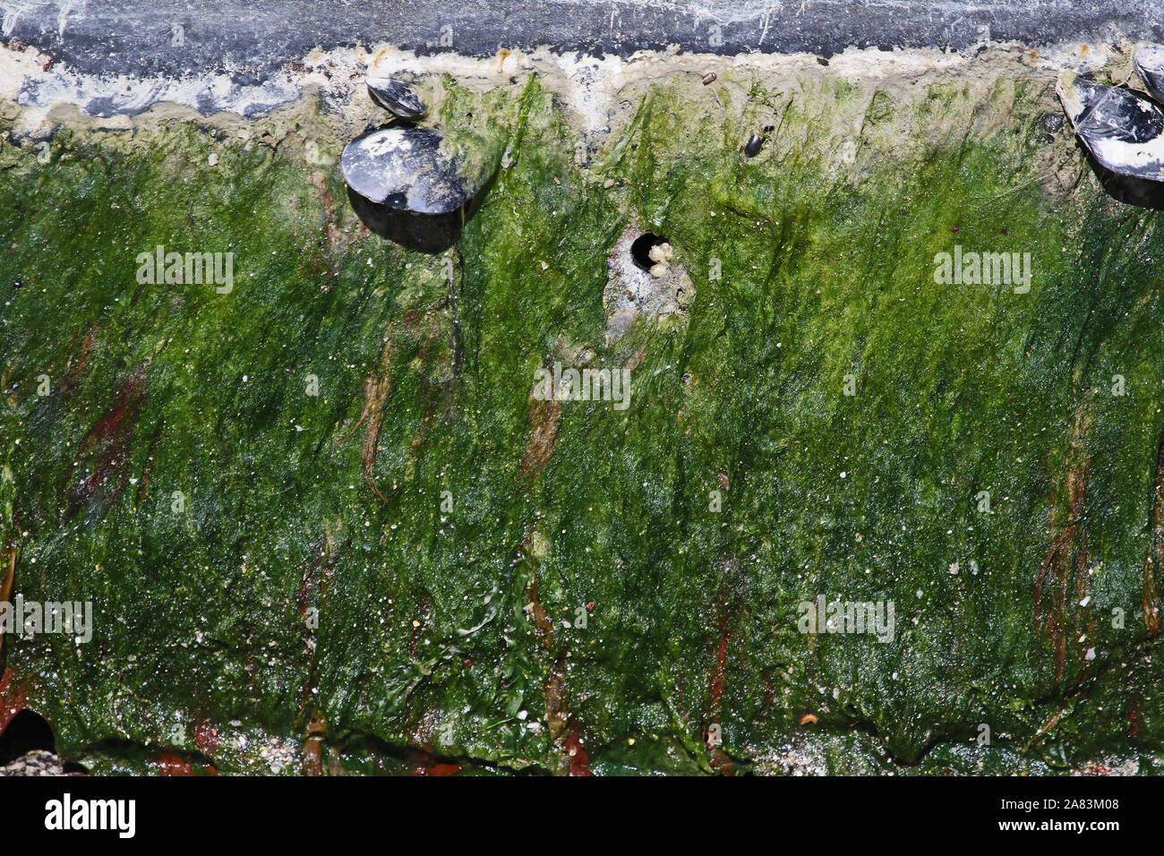 Seegras Seepocken und Muscheln zu einer Kaimauer im Hafen von Numana, Italien mit Seegras oder Algen um Stockfoto