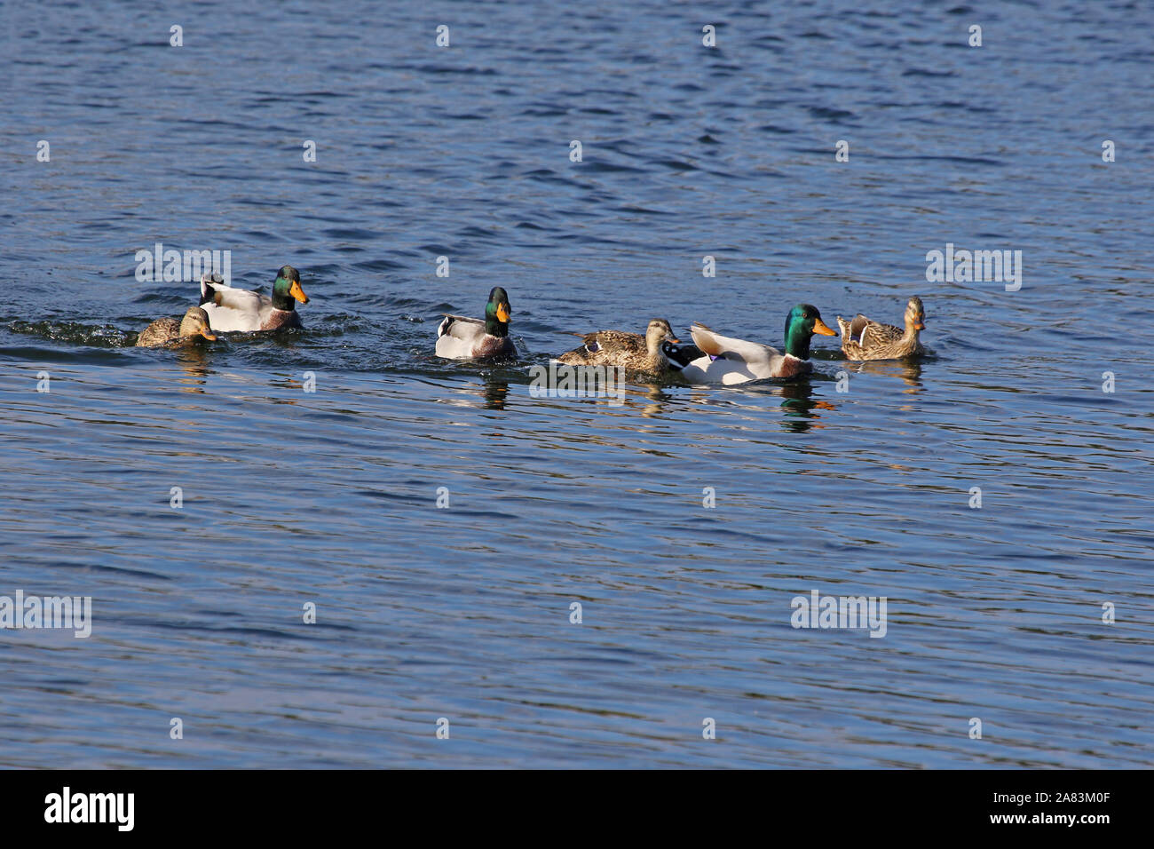 Drei paar Stockenten männlichen und weiblichen Enten lateinischer Name Anas platyrhynchos Familie Entenvögel schwimmen in einem See in Porto Potenza Picena in Italien Stockfoto