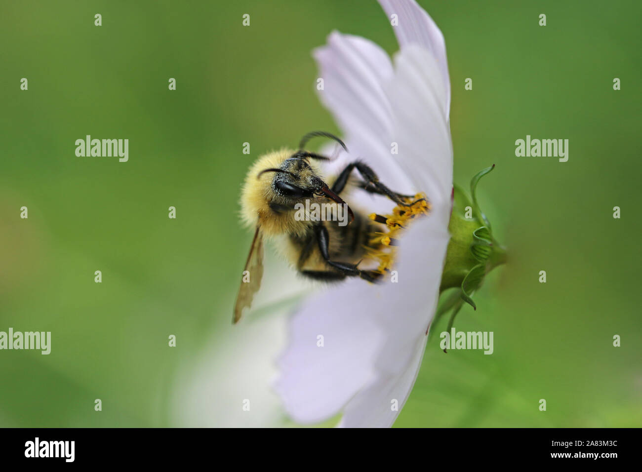 Orange Biene vermutlich ein Kuckuck Biene psithyrus barbutellis Nahaufnahme Pollen sammeln Auf einem Garten Cosmos Bipinnatus Blume auch eine mexikanische Aster genannt Stockfoto