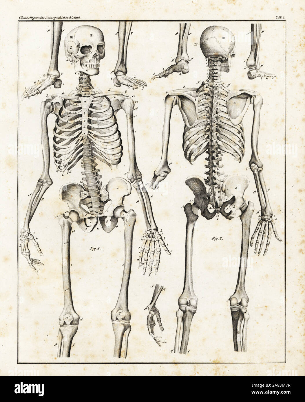 Anatomie des menschlichen Skeletts. Lithographie von Universal natürlichen von Lorenz oken Geschichte, Allgemeine Naturgeschichte Fell alle Stande, Stuttgart, 1839. Stockfoto