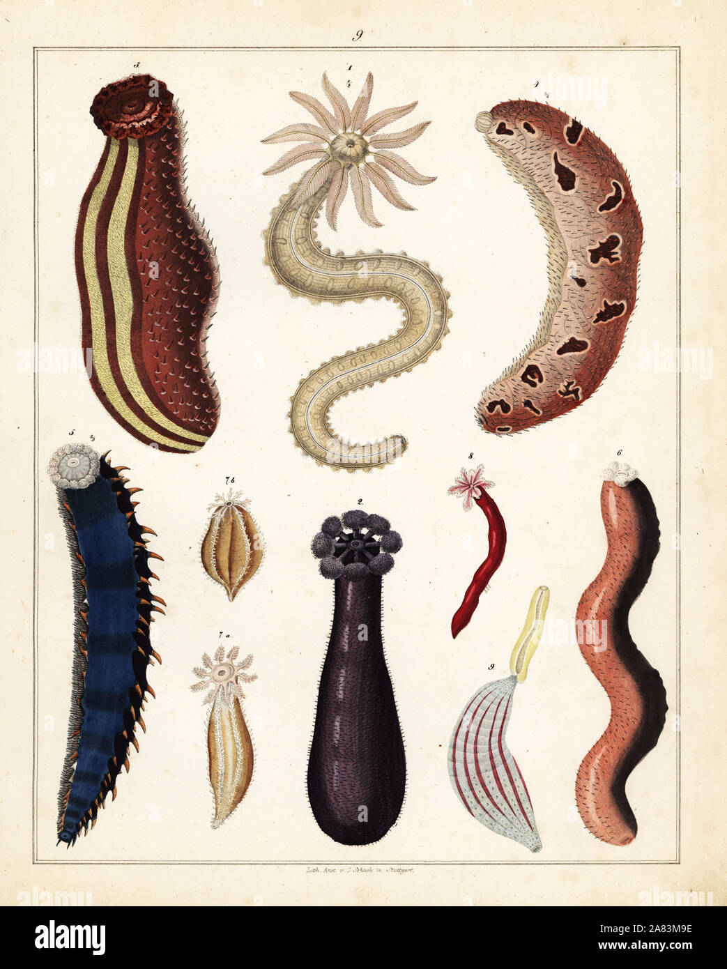 Seegurken einschließlich Trochodota purpurea, Cladodactyla crocea Crocea, Stichopus chloronotus, Anaperus peruvianus, Holothuria (Metriatyla) lessoni, Leptosynapta inhaerens usw. Lithographie von Universal natürlichen von Lorenz oken Geschichte, Allgemeine Naturgeschichte Fell alle Stande, Stuttgart, 1841. Stockfoto