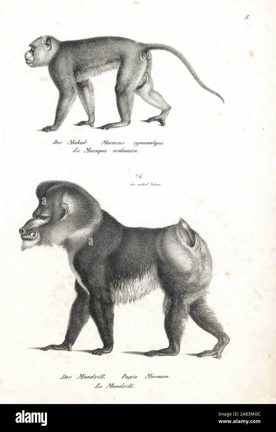 Krabbe - Essen Makaken, Macaca fascicularis (Macacus cynomolgus) und Mandrill, mandrillus Sphinx (Papio mormon), verwundbar. Von Karl Joseph Brodtmann von Heinrich Rudolf Schinz illustrierte Naturgeschichte der Tiere, Zürich, 1827 Lithographie. Stockfoto