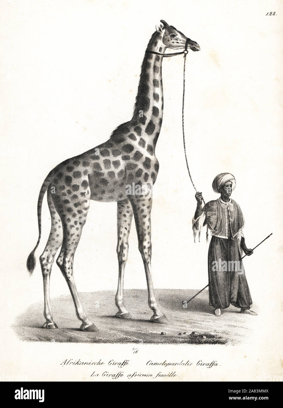 Giraffen, Giraffa Camelopardalis, weiblich. Von Karl Joseph Brodtmann von Heinrich Rudolf Schinz illustrierte Naturgeschichte der Menschen und der Tiere, 1836 Lithographie. Stockfoto