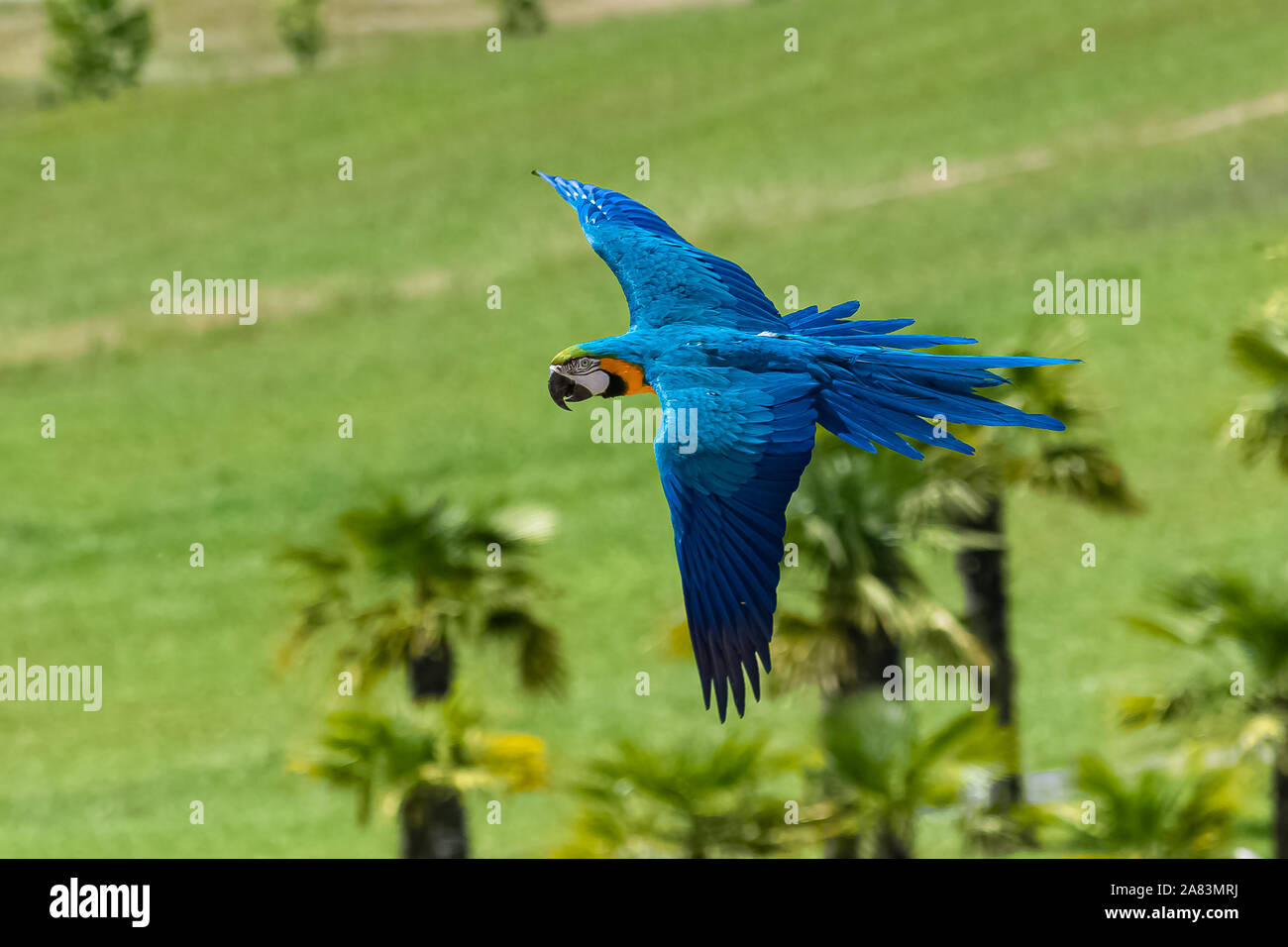 Blaue und gelbe Ara, Ara ararauna, schöne Papageien fliegen Stockfotografie  - Alamy