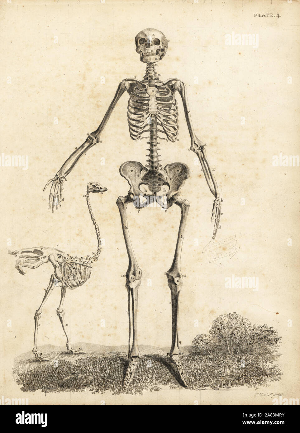 Menschlichen weiblichen Skelett von vorne, mit Ostrich Skelett von William Cheselden. Kupferstich von Edward Mitchell nach einem anatomischen Illustration von jean-joseph Sue von John Barclay ist eine Reihe von Stichen des menschlichen Skeletts, MacLachlan und Stewart, Edinburgh, 1824. Stockfoto