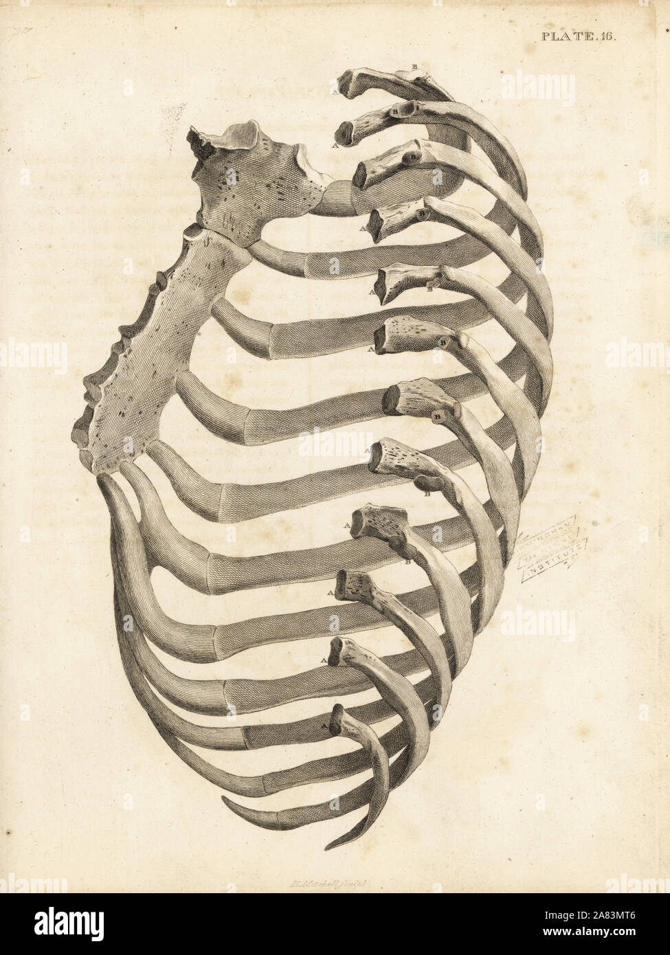 Rippen und Brustbein im menschlichen Brustkorb. Kupferstich von Edward Mitchell nach einem anatomischen Illustration von jean-joseph Sue von John Barclay ist eine Reihe von Stichen des menschlichen Skeletts, MacLachlan und Stewart, Edinburgh, 1824. Stockfoto