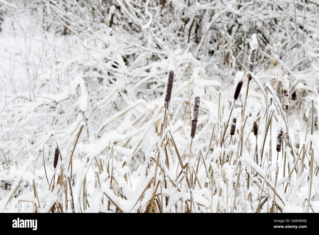 Trockenes Schilf bedeckt im Schnee An einem Wintertag Stockfoto