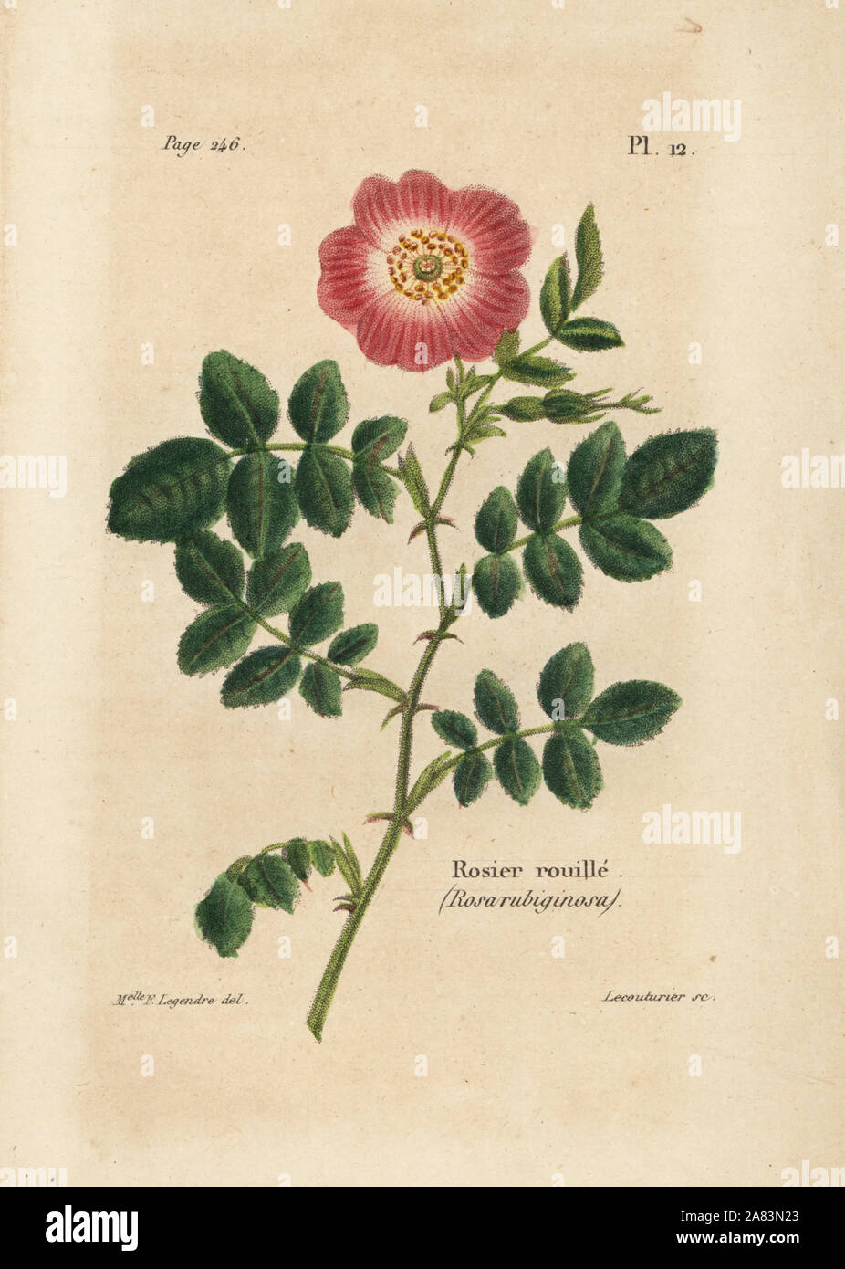 Sweetbriar Rose, Rosier rouille, Rosa rubiginosa. Papierkörbe Lithographie von Lecouturier nach einem botanischen Illustration von Mlle. F. Legendre von Pierre Boitard Rose-Lover's das komplette Handbuch, Roret, Paris 1836. Stockfoto