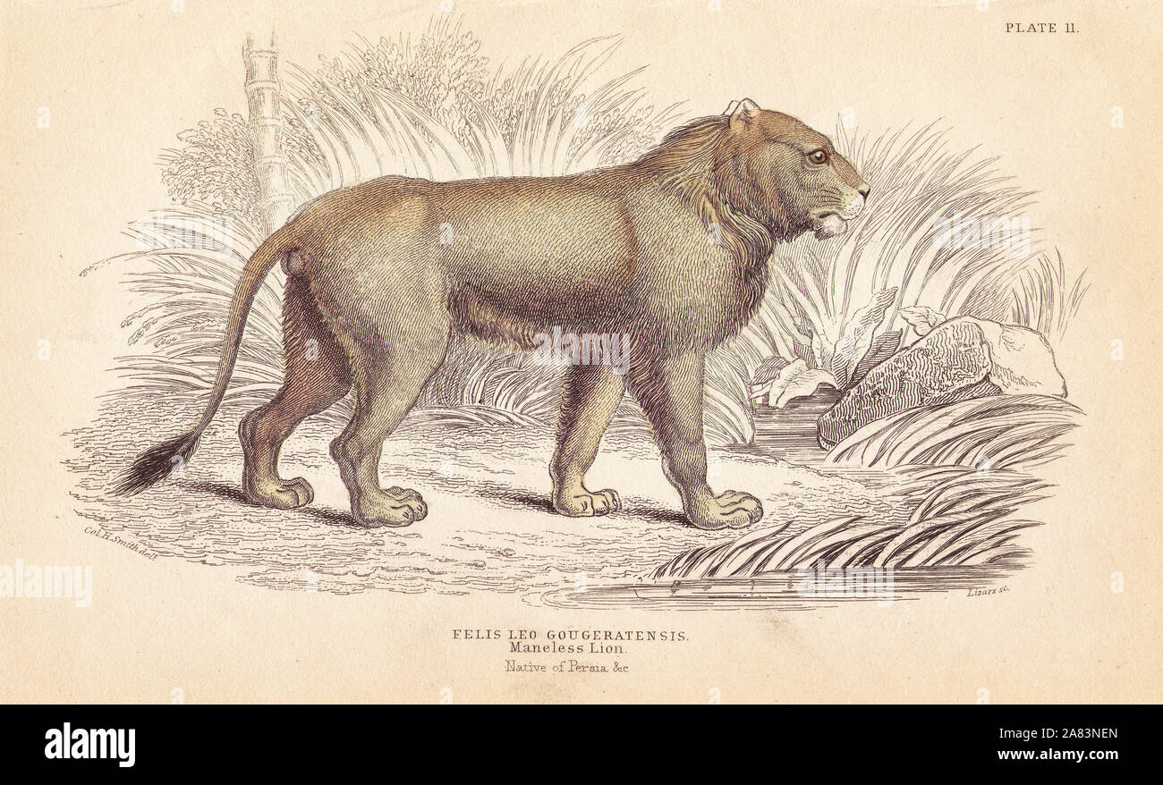 Indische Löwen oder maneless Löwe Panthera leo goojratensis (Felis Leo gougeratensis). Gefährdet. Papierkörbe Stahlstich von Lizars nach einer Illustration von Charles Hamilton Smith von William Jardine's Naturalist's Library, Edinburgh, 1843. Stockfoto