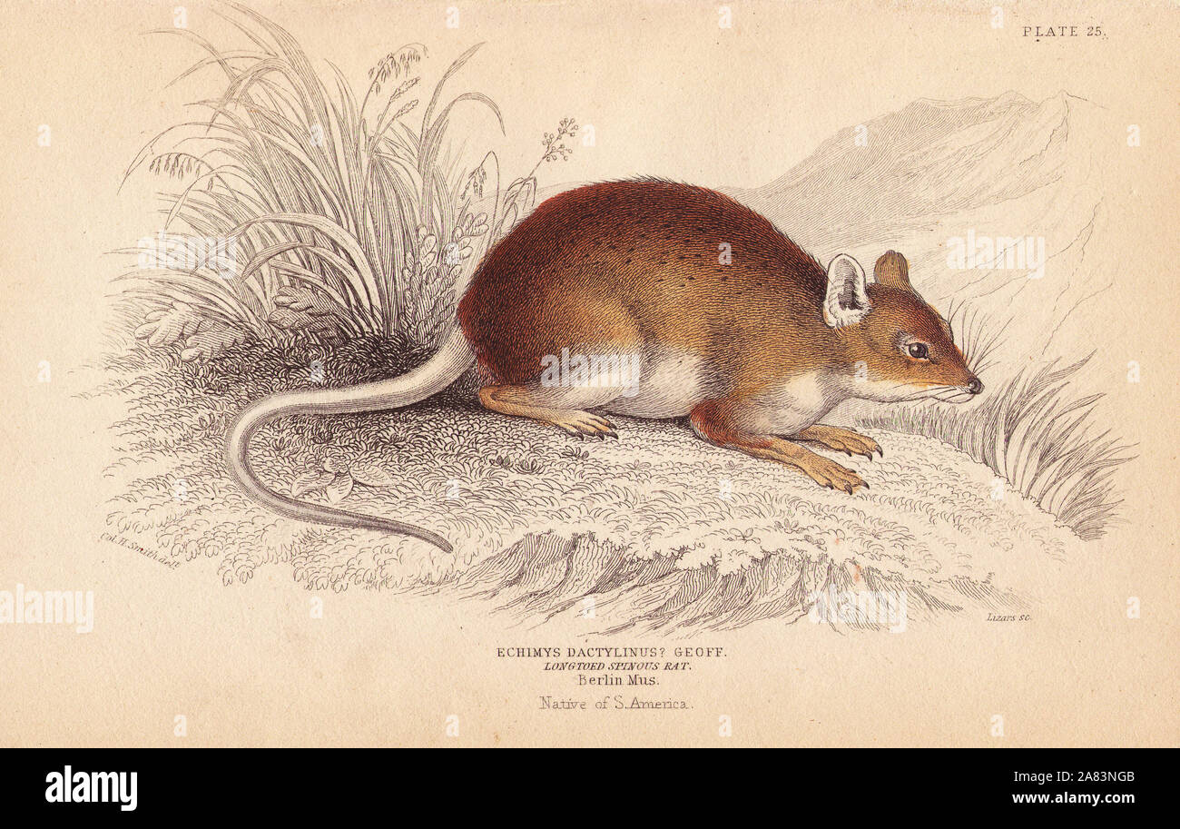 Long-toed Dornfortsätze oder stacheligen Ratte, Amazon Bambus Ratte, Dactylomys dactylinus, (Echimys dactylinus? Geoff.) Von einem Muster in Berlin Museum. Papierkörbe Stahlstich von Lizars nach einer Illustration von Charles Hamilton Smith von William Jardine's Naturalist's Library, Edinburgh, 1843. Stockfoto