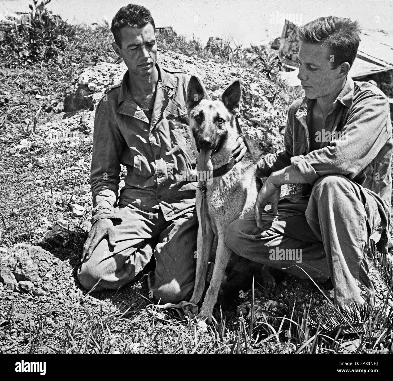 Marines gefunden Dieses japanische Krieg hund Schäferhund versteckt unter einem Rock outcropping, scheinbare Shell schockiert sein, Marines brough Helm voll Wasser für den Hund. Stockfoto