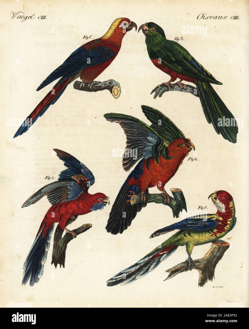 Ausgestorben Kubanischen roten Ara Ara tricolor 1, Blau gesichert Papagei, Tanygnathus sumatranus, Männlich 2 Weiblich 3, Crimson Rosella, Platycercus elegans 4, und Eastern Rosella, Platycercus eximius 5. Papierkörbe Kupferstich von Theodor Goetz aus Johann Friedrich Bertuch's Bilderbuch pelz Kinder (Bilderbuch für Kinder), Weimar, 1823. Stockfoto