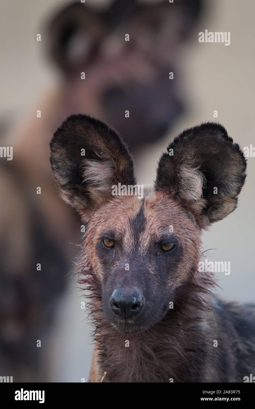 In der Nähe der afrikanischen Wilden Hund (lycaonpictus) mit blutigen Gesicht und andere pack Mitglieder im Hintergrund, im Moremi NP (Khwai River), Botswana Stockfoto