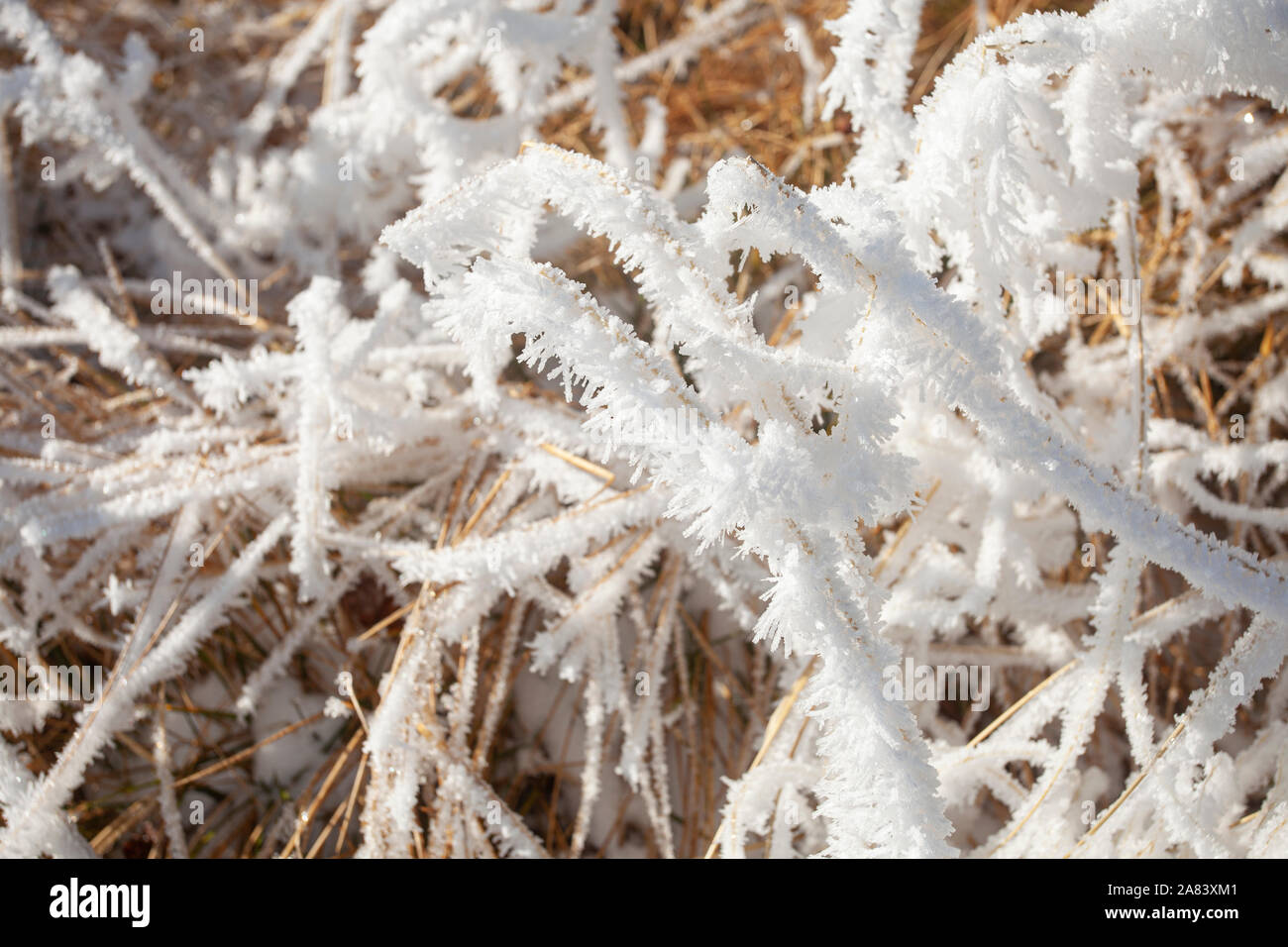 Close-up Gras im Raureif. Stockfoto