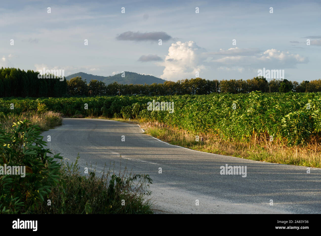 Kurvenreiche Straße durch Tapioka Feld unter Nachmittag Sonne mit Blick auf die Blue Mountain im Hintergrund Stockfoto