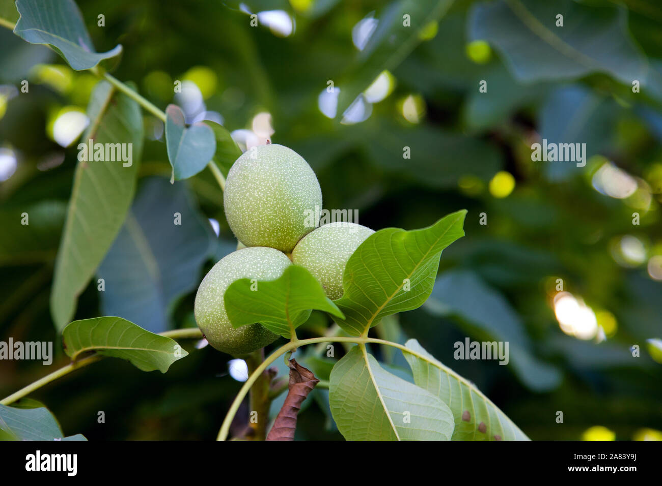 Frische Walnüsse Hängen an einem Baum in der blauen Hintergrund. Grüne Walnuß-Brunch mit unreife Früchte im Garten. Stockfoto