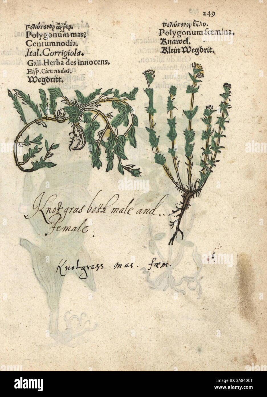 Gemeinsame knotgrass, Polygonum aviculare. Papierkörbe Holzschnitt Gravur einer botanischen Abbildung von Adam Lonicer Krauterbuch's, oder Pflanzliche, Frankfurt, 1557. Dieses von einem 17. Jahrhundert pirate Edition oder Atlas von Abbildungen nur mit Untertiteln in Latein, Griechisch, Französisch, Italienisch, Deutsch und Englisch Manuskript. Stockfoto