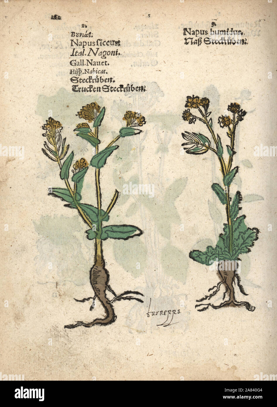 Rüben, Brassica rapa. Papierkörbe Holzschnitt Gravur einer botanischen Abbildung von Adam Lonicer Krauterbuch's, oder Pflanzliche, Frankfurt, 1557. Dieses von einem 17. Jahrhundert pirate Edition oder Atlas von Abbildungen nur mit Untertiteln in Latein, Griechisch, Französisch, Italienisch, Deutsch und Englisch Manuskript. Stockfoto