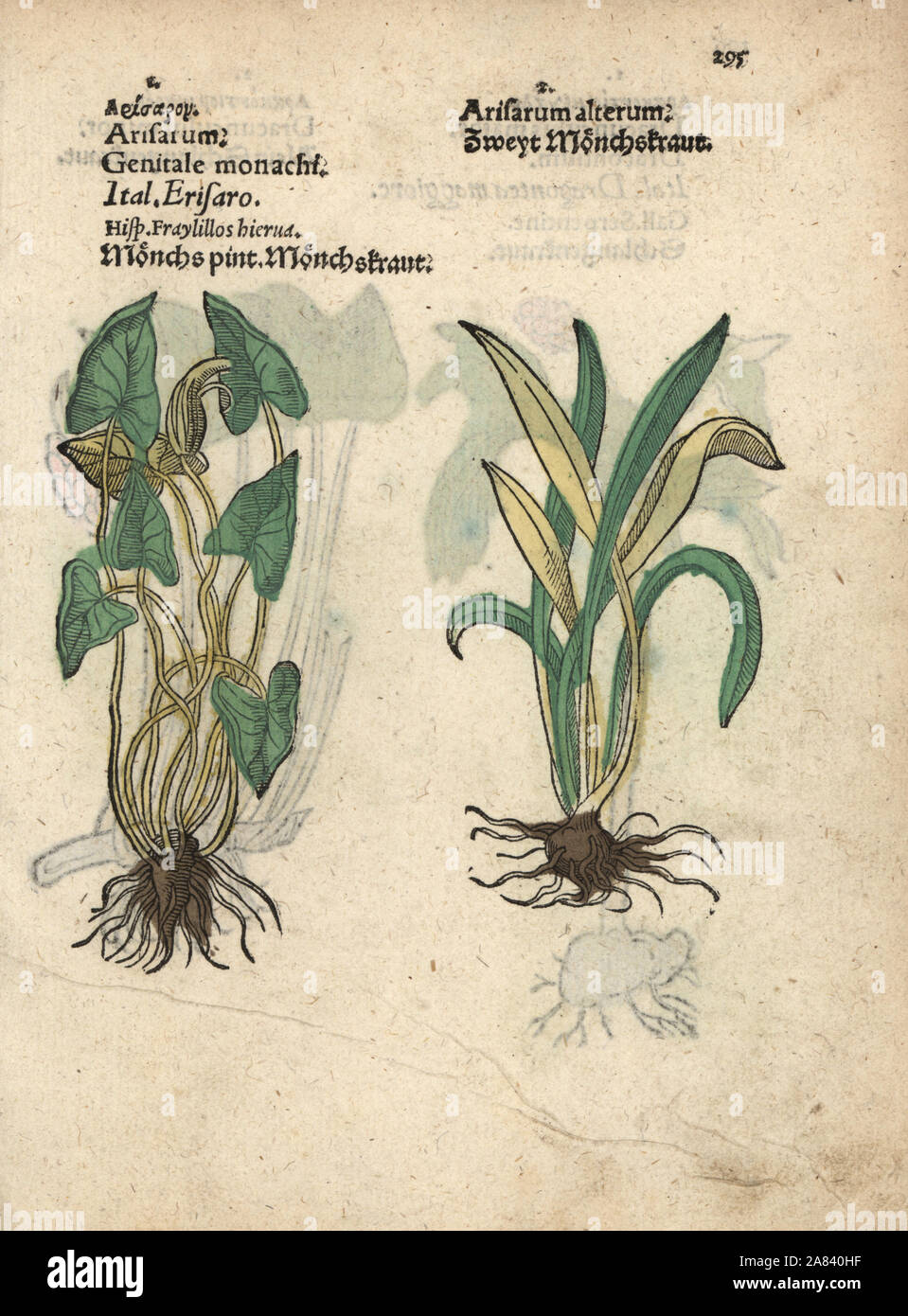 Friar's Armaturenwand, Arisarum vulgare. Papierkörbe Holzschnitt Gravur einer botanischen Abbildung von Adam Lonicer Krauterbuch's, oder Pflanzliche, Frankfurt, 1557. Dieses von einem 17. Jahrhundert pirate Edition oder Atlas von Abbildungen nur mit Untertiteln in Latein, Griechisch, Französisch, Italienisch, Deutsch und Englisch Manuskript. Stockfoto