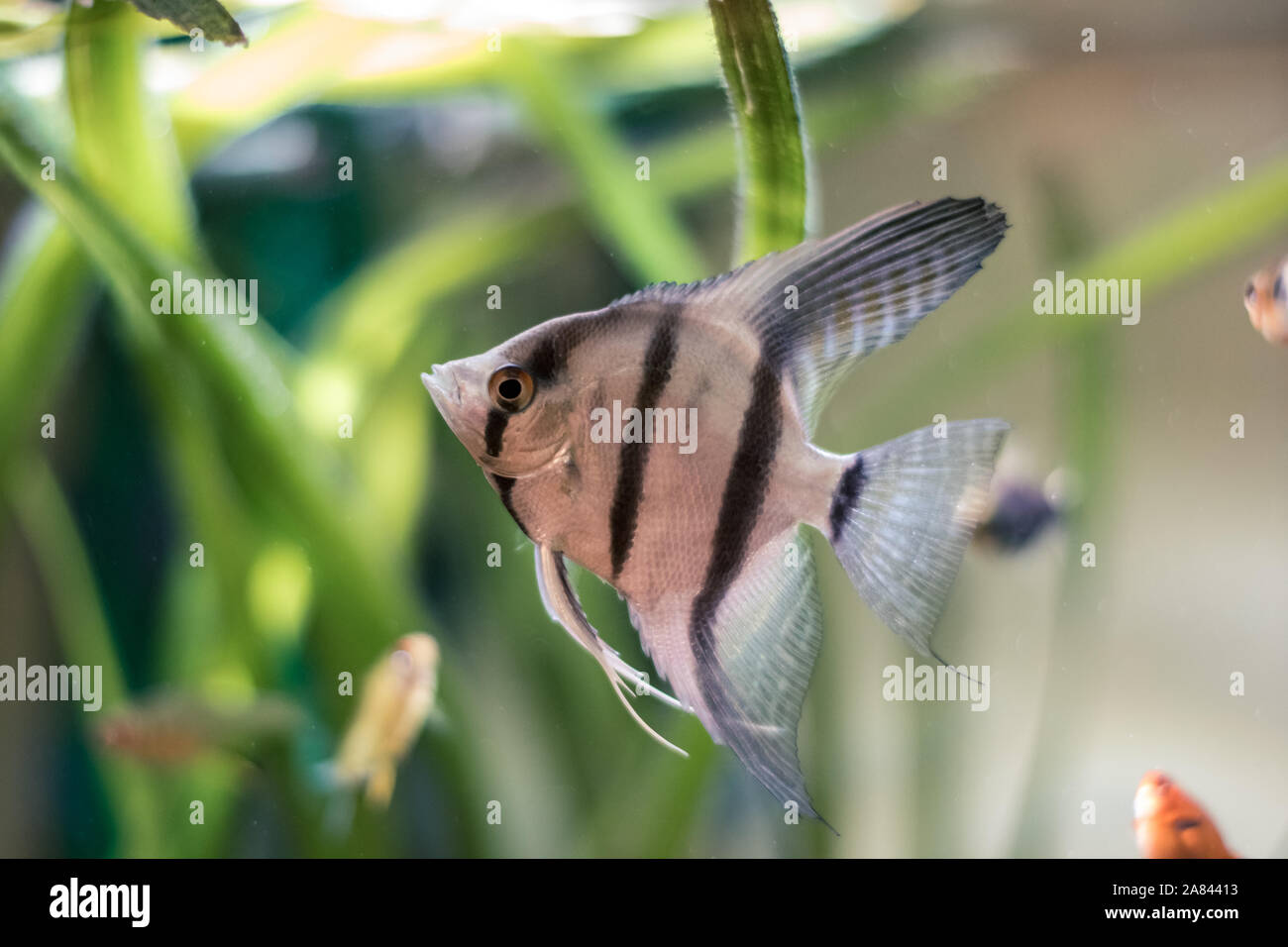 Weiß Gestreifte betta Fish close up auf einem grünen Hintergrund unscharf Stockfoto