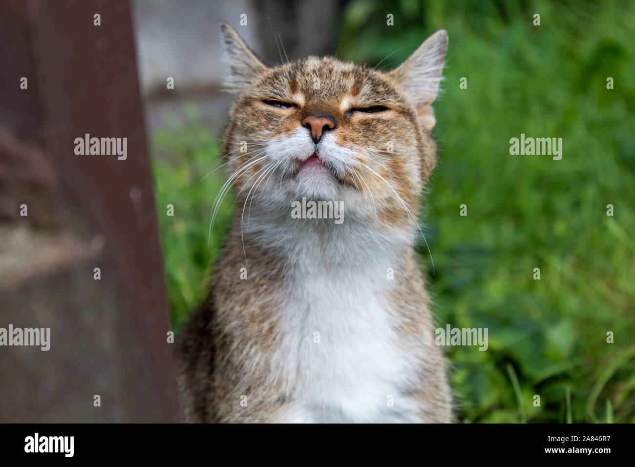 Feral tabby Katze riecht die Luft Stockfoto