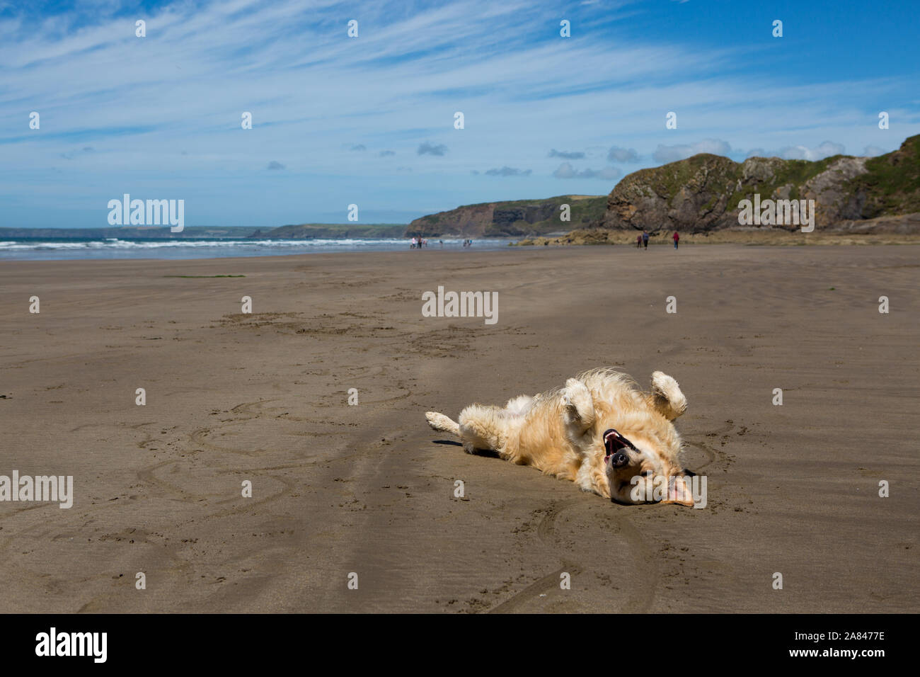Ein lustiges Foto eines goldenen Retrievers, der auf seiner hinteren Sonne liegt und an einem leeren Strand, Pembrokeshire, Wales, baden kann. Stockfoto